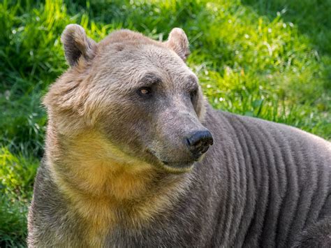 Polar bear and grizzly bear hybrids, known as