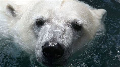 Polar bear dies during mating at Detroit Zoo – WPXI