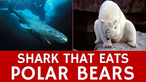 Polar bear eaten by shark: who's top predator?