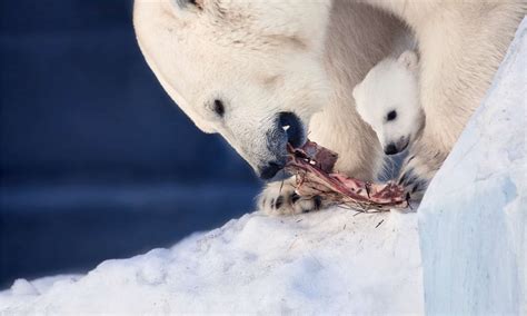 Polar bear eating. Polar bears in the Arctic need to have a fat layer providing great insulation. They must have a minimum of 10 centimetres of fat to survive the cold. 