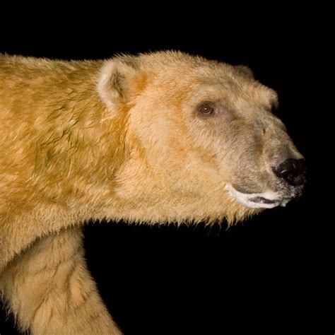 Polar bear fur. A polar bear can live up to 18 years on average in the wild. In captivity, polar bears have been known to live up to 30 years. There are many reasons that polar bears have a relati... 