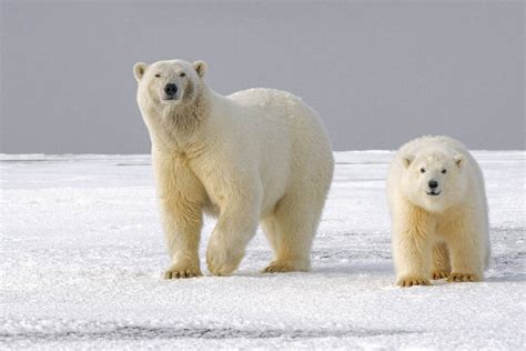 Polar bears hold secret to surviving frigid winters — and we can benefit, study says
