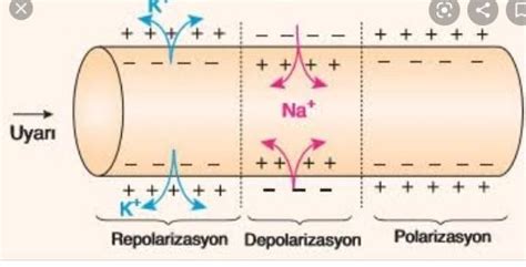 Polarizasyon depolarizasyon repolarizasyon nedir