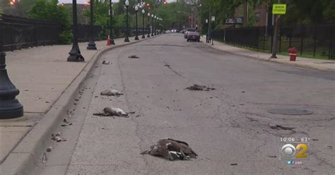 Police: Man helping get goose out of road struck, killed in Chicago suburbs