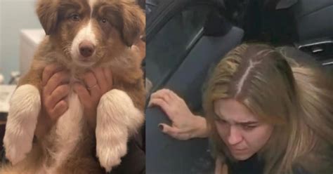 Police: Woman to face animal cruelty charge for allegedly abandoning puppy in Groveland alleyway