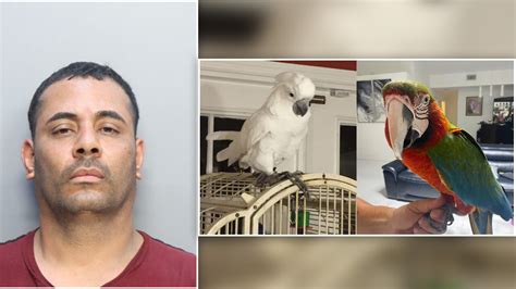 Police arrest man accused of stealing exotic birds from NW Miami-Dade backyard