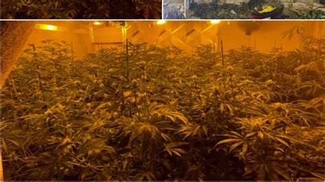 Police discover £60,000 cannabis farm in Oldham