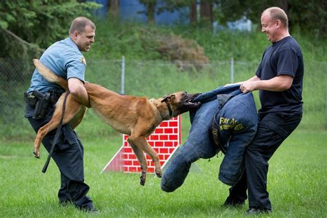 Police dog training. Police K9s are a valuable asset to every police department. They help officers with tasks humans cannot accomplish – whether detecting illegal substances, tracking suspects, or other duties.A police dog can be trained for many functions, but some breeds are preferred by K9 trainers and law enforcement alike due to their physical … 