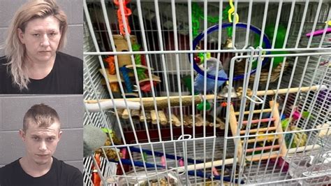 Police find at least 14 stolen birds in Doral, arrest man on burglary and grand theft charges; owners reunited with pets