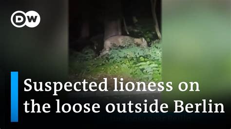 Police hunt for lioness on the loose near Berlin