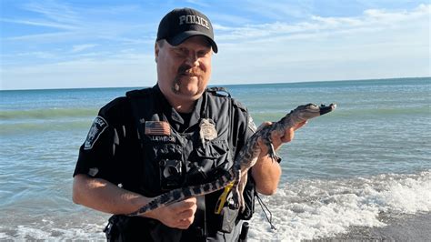 Police in Wisconsin find alligator near Lake Michigan
