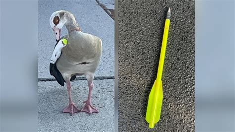 Police investigating after goose found with arrow through chest