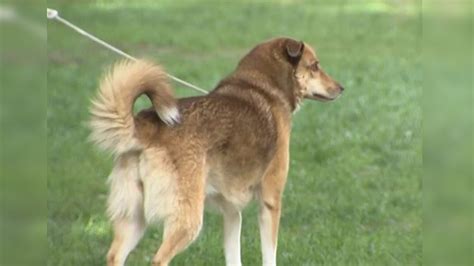 Police issue warning to dog owners after several incidents involving stolen pets