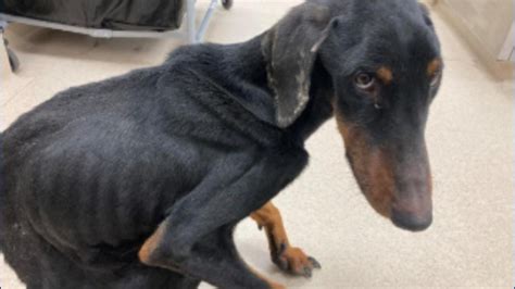 Police looking for owner of 'extremely malnourished' dog