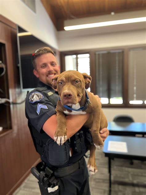 Police looking for owners of dog found in Novato