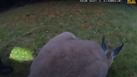 Police release body cam footage of kangaroo being captured in Oshawa