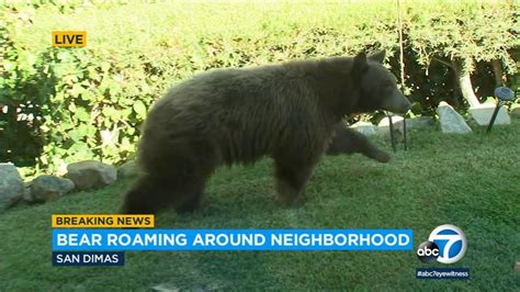 Police respond to Homestead neighborhood after bear roams area