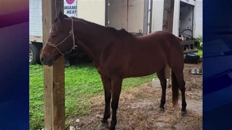 Police search for suspect accused of stealing and killing horses in SW Miami-Dade