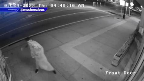 Police searching for man after breaking window, door of Ms. Cheezious restaurant