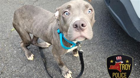 Police seek owner of neglected dog found in Prospect Park
