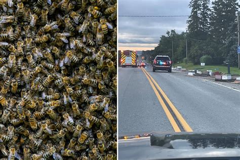 Police warn residents after 5 million bees fall off truck in Burlington