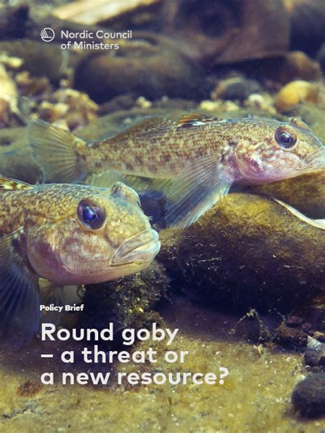 Policy brief: Round goby – a threat or a new resource?