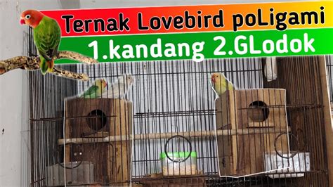 Poligami dalam ternak lovebird