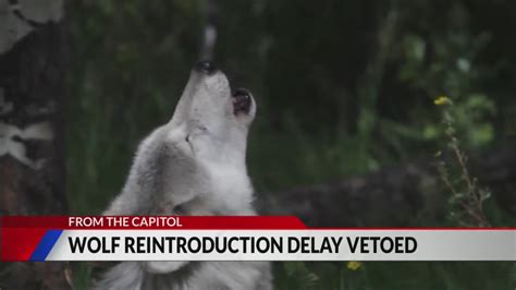 Polis vetoes bill to delay wolf introduction