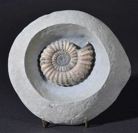 Polished Fossil Ammonite Species In Nodule Lyme Regis, UK Rare …