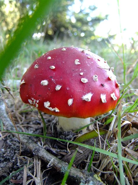 Polkadots mushroom. Things To Know About Polkadots mushroom. 