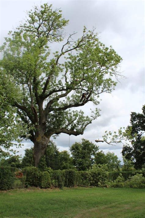 Pollarding an old Ash tree - mortonhallgardens.co.uk