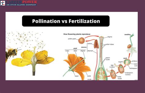 Pollination vs Fertilization Difference and Comparison