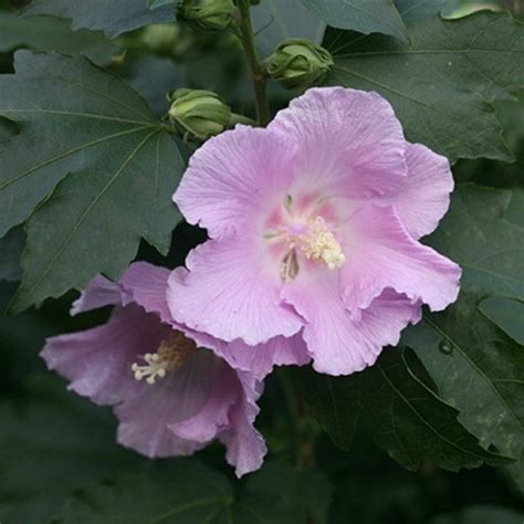 Pollypetite Rose Of Sharon (Hibiscus