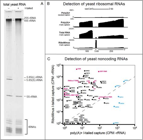 Poly(U) Polymerase NEB