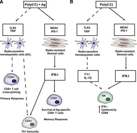 Poly (I:C) Poly IC Dendritic cell activation Products Miltenyi ...