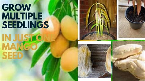 Polyembryonic Mango Seeds: Mango Seeds That …