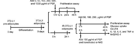 Polygonatum sibiricum polysaccharide alleviates inflammatory …