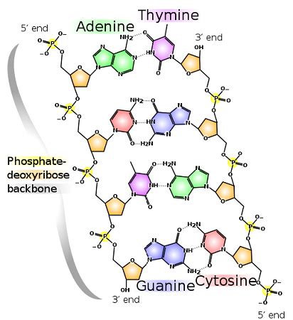Polynucleotide Chain Structure & Overview How do Nucleotides Link