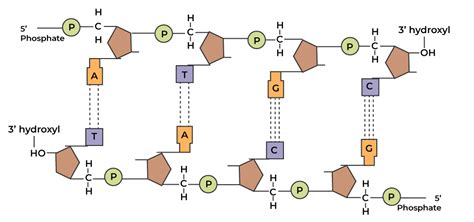 Polynucleotide Chain Structure and Formation