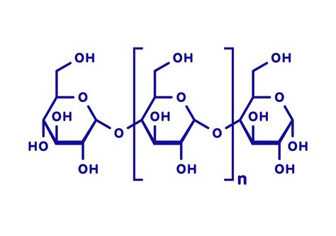 Polysaccharide Definition and Functions