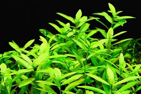 Polyseminated Hygrophila (Hygrophila Polysperma) Vissen 2024