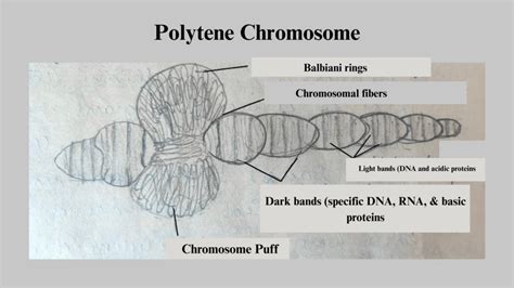 codini.rgarabwor.edu.pl. 