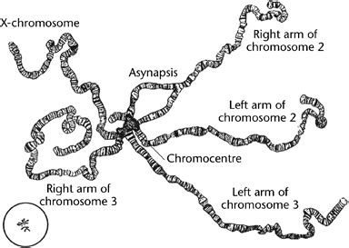 Polytene Chromosomes Zhimulev Wiley Online Library.