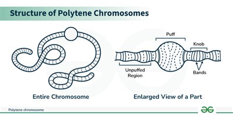 Polytene chromosome - Wikipedia