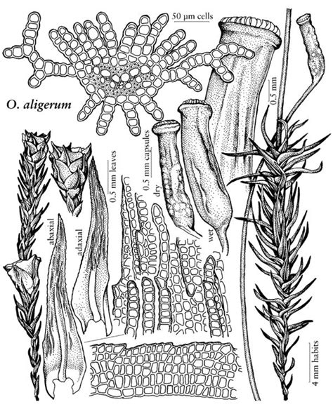 Polytrichaceae - FNA