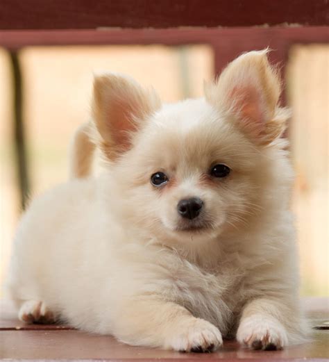 Chihuahua sales began along the Mexican US border in the 1880s. Pomchis Are not recognized by the AKC, but the Chihuahua joined in 1904 and the Pom in 1909. Appearance. A Pomchi dog for sale is a small dog standing six to nine inches tall at the shoulders and weighing four to twelve pounds.. 