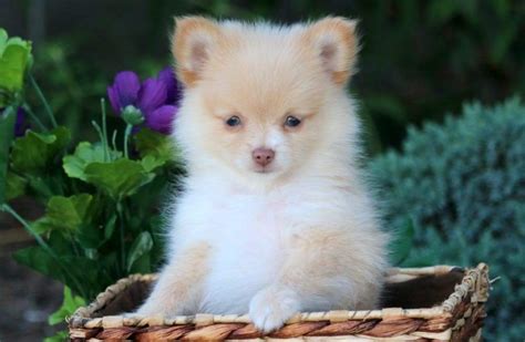 Pomchi puppies for sale. Things To Know About Pomchi puppies for sale. 