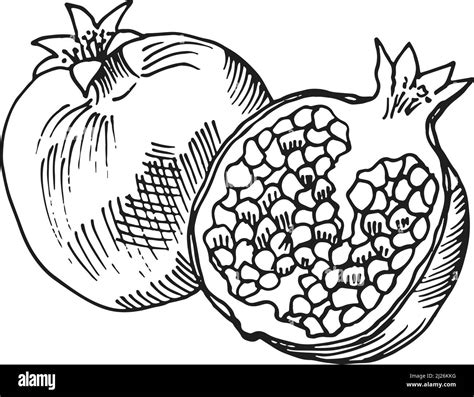 Pomegranate Line Drawing