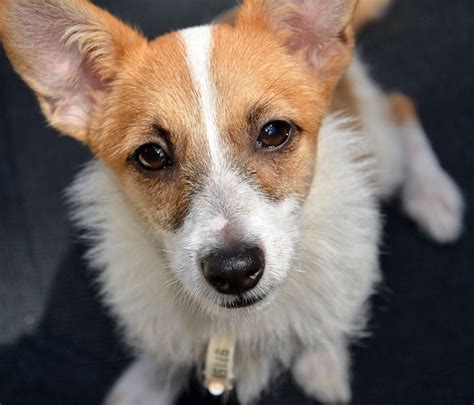 Pomeranian/Jack Russell cross in Dalton-In-Furness