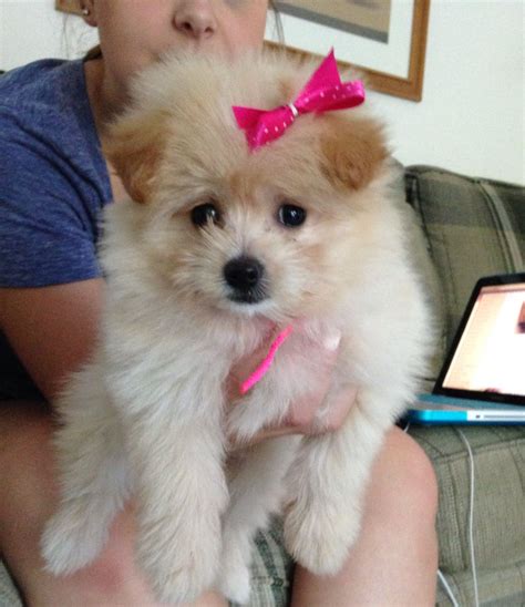 Pomeranian And Poodle Mix Puppies For Sale